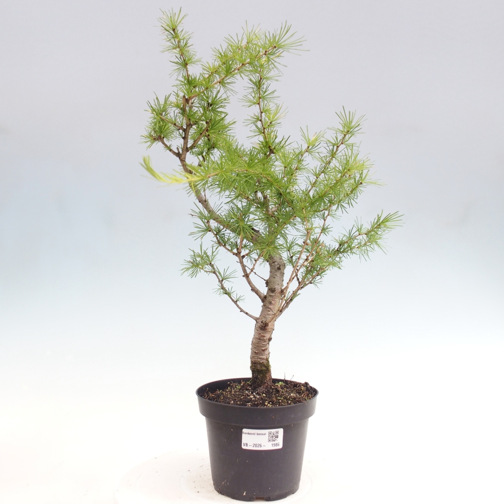 Bonsai voor buiten -Larix decidua - Lariks