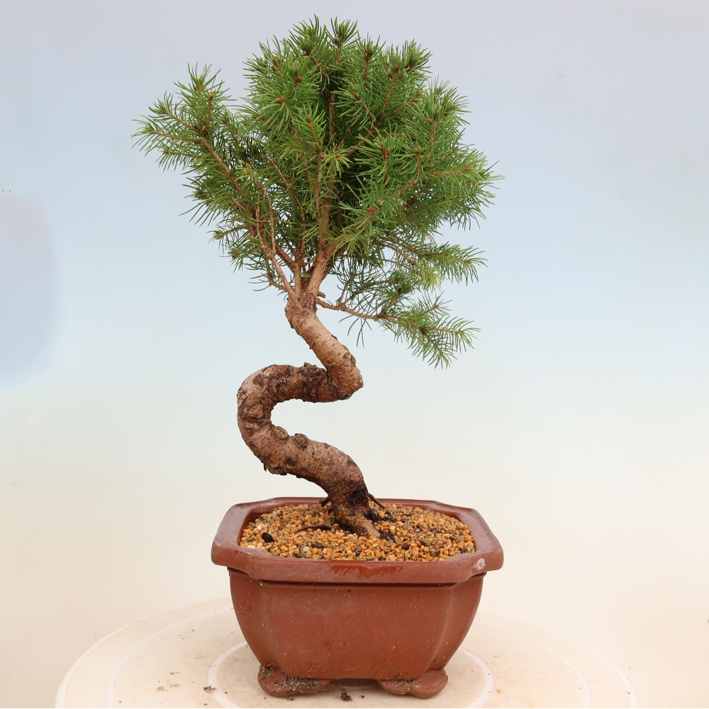 Bonsai voor buiten - Gewone spar - Picea glauca bol