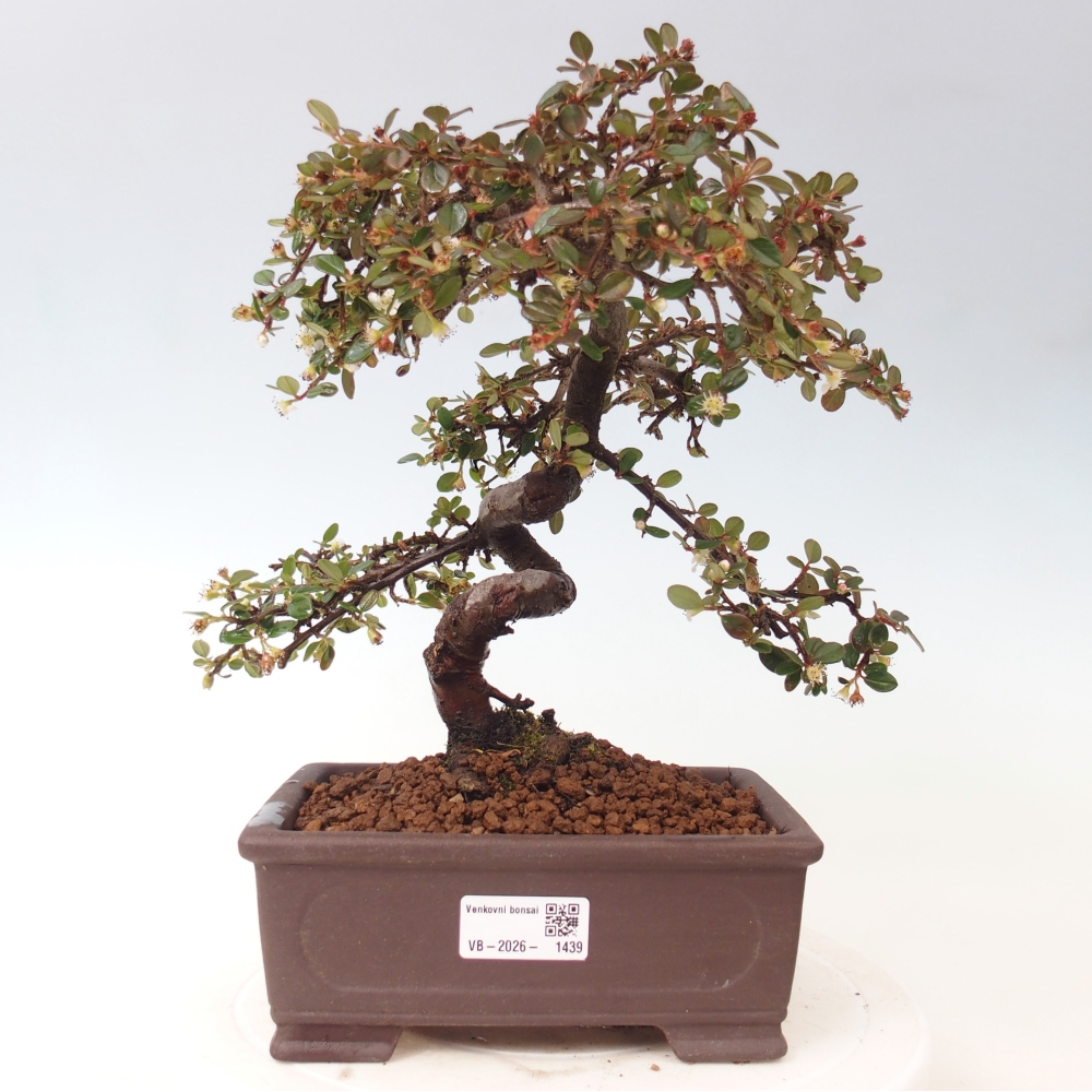 Buitenbonsai-Cotoneaster dammeri - Damer's Rock