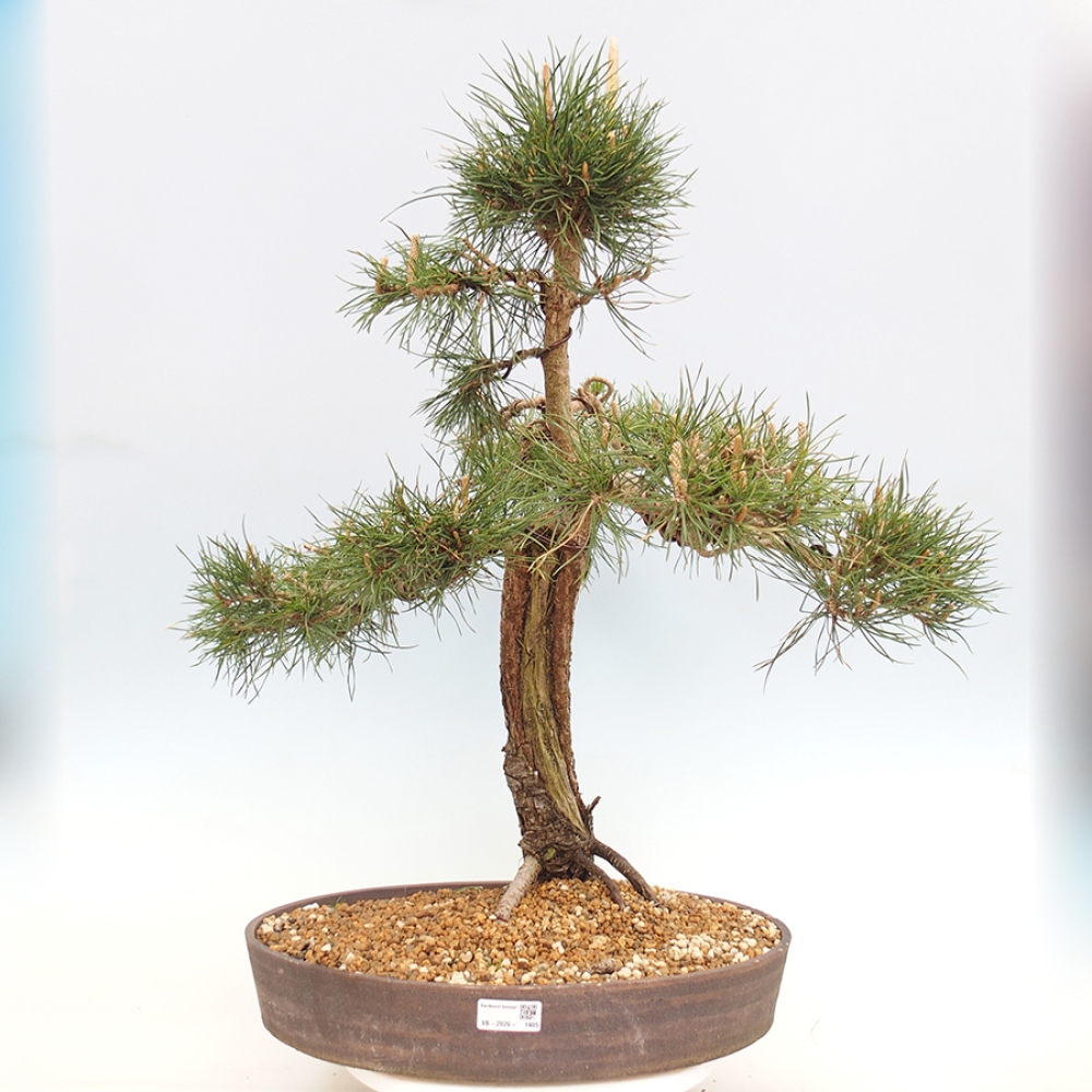 Bonsai voor buiten - Pinus thunbergii - Thunberg den
