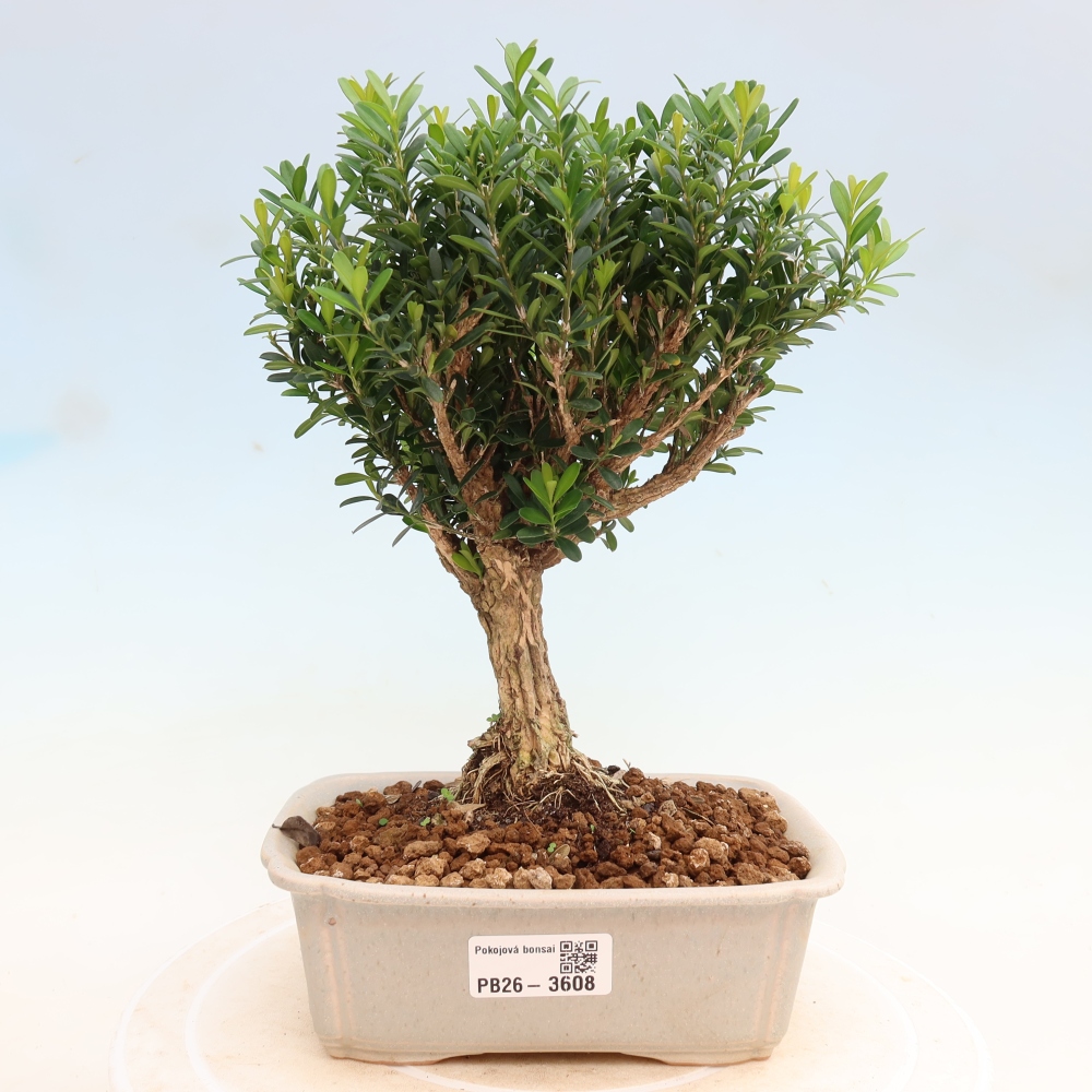 Kamerbonsai - Buxus harlandii - kurk buxus