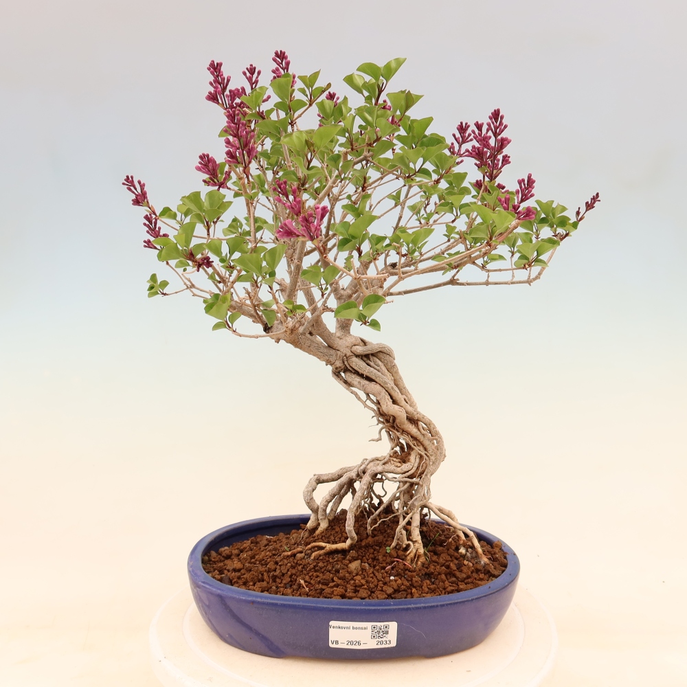 Bonsai voor buiten - Syringa microphylla - kleinbloemige sering