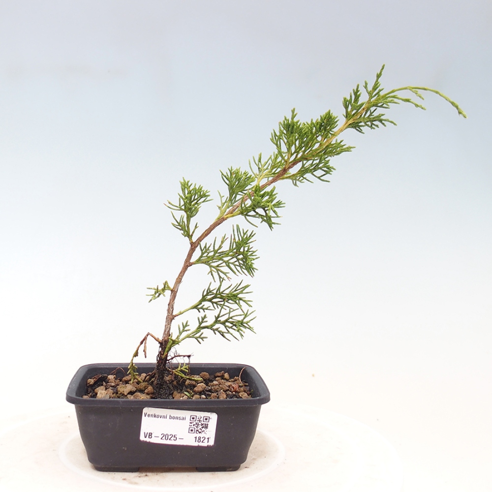 Bonsai voor buiten - Juniperus chinensis Itoigawa