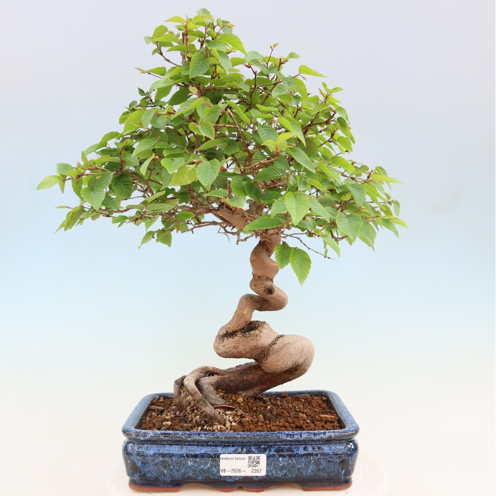 Bonsai voor buiten -Carpinus Coreana - Koreaanse haagbeuk