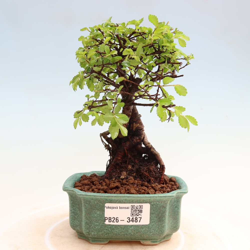 Kamerbonsai - Ulmus parvifolia - Winteriep