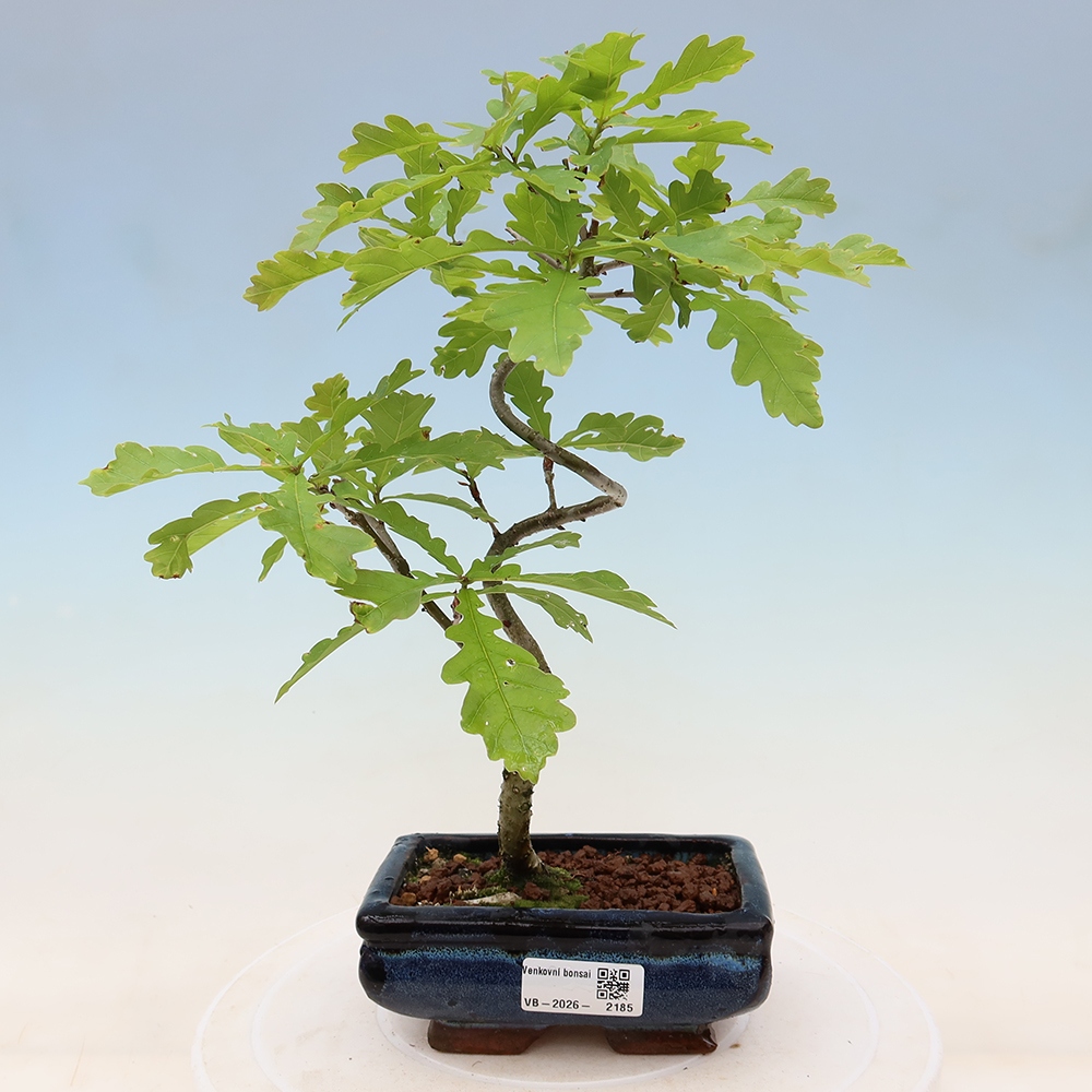 Buitenbonsai - Quercus robur - Zomereik