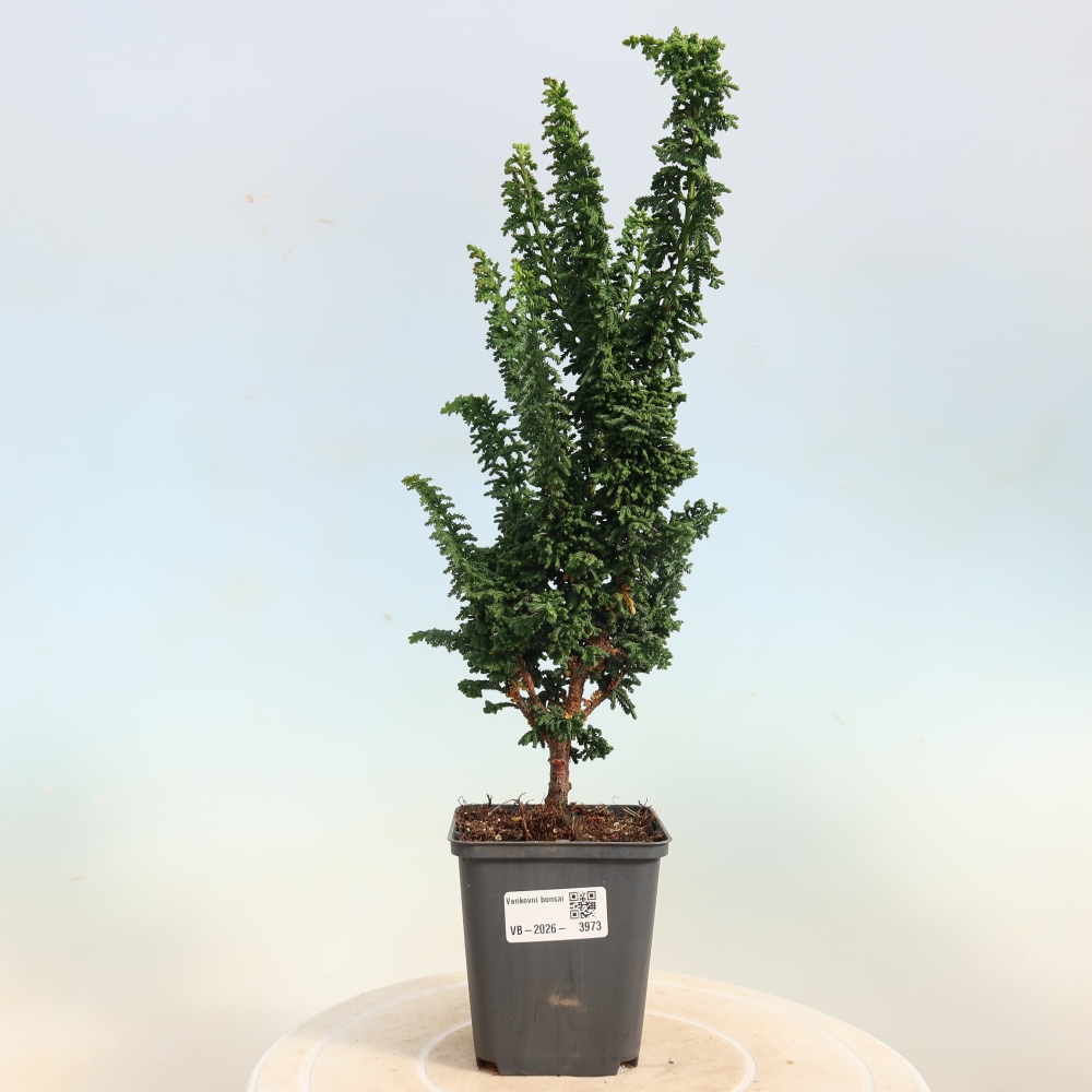 Bonsai voor buiten - Cham. obtusa SEKKA HINOKI - Cipres