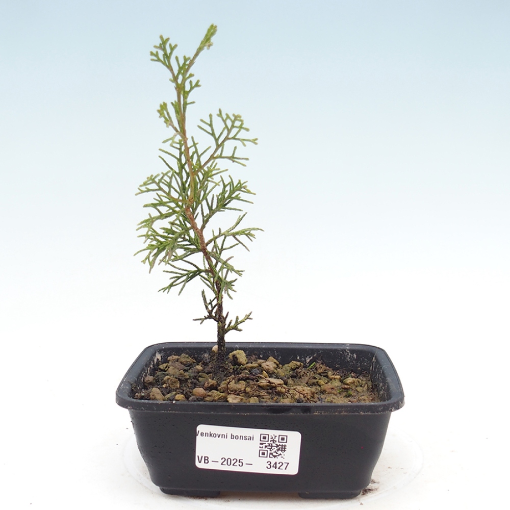 Bonsai voor buiten - Juniperus chinensis Itoigawa