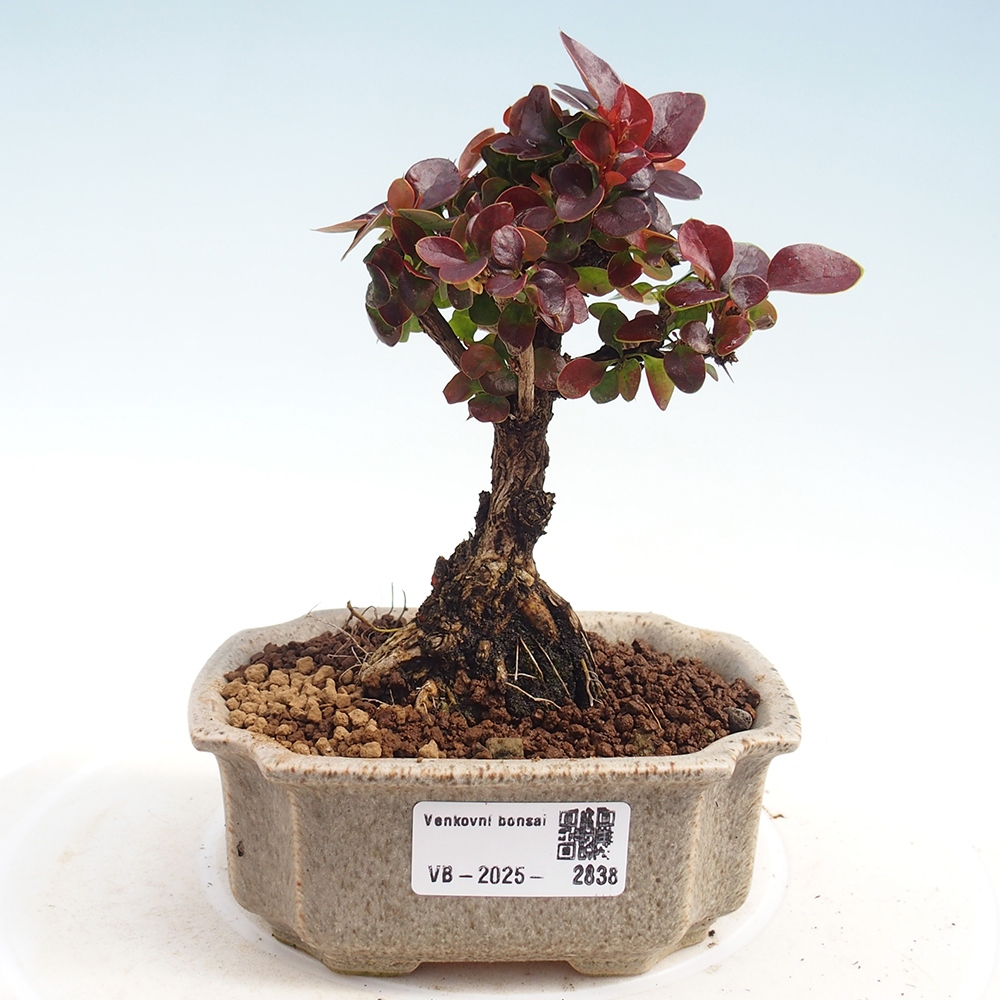 Bonsai voor buiten - Berberis Thunbergii Bagatelle