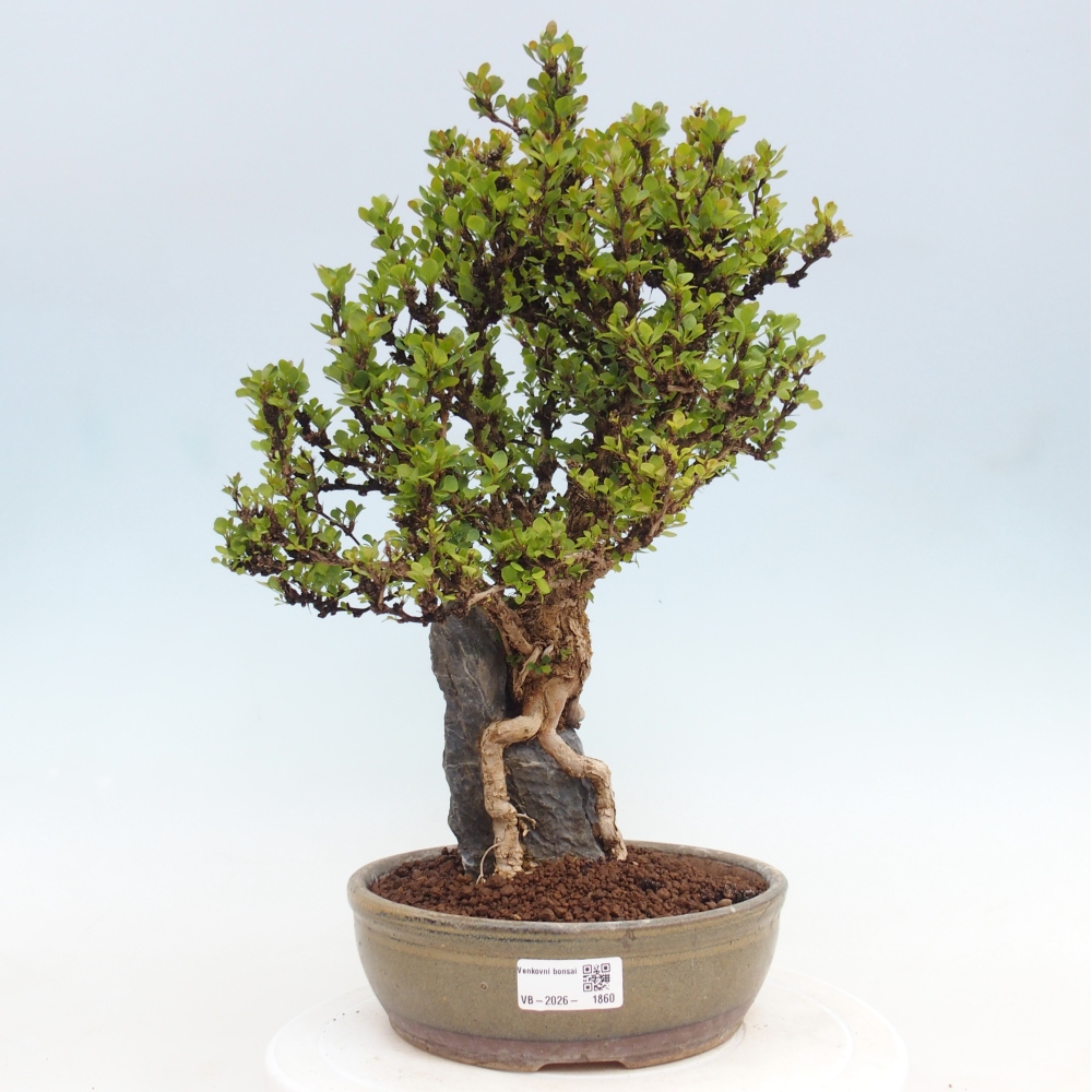 Bonsai voor buiten - Berberis coreana