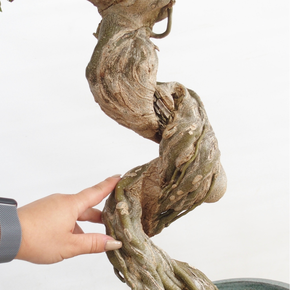 Bonsai voor buiten - Acer Buergerianum - Burgeresdoorn