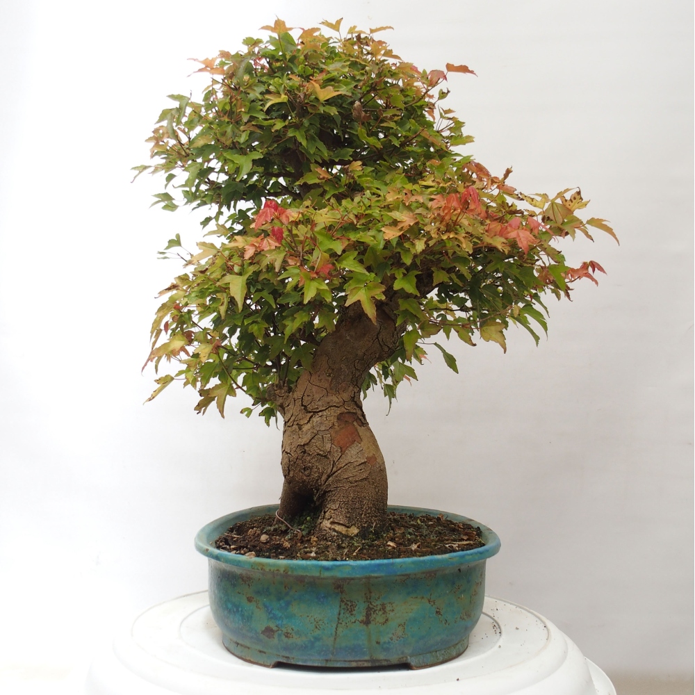 Bonsai voor buiten - Acer Buergerianum - Burgeresdoorn