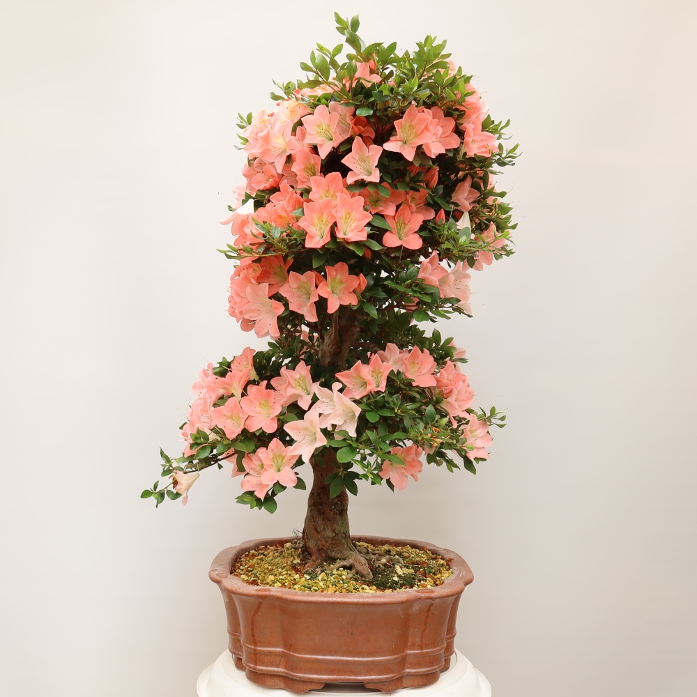 Bonsai voor buiten - Japanse Azalea - Azalea Sansai