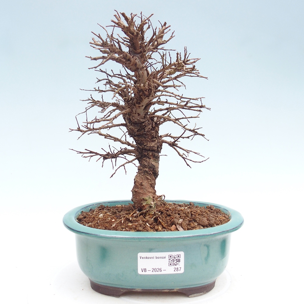 Bonsai voor buiten - Zelkova - Zelkova NIRE