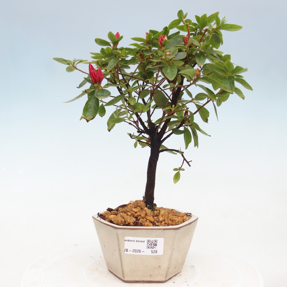 Bonsai voor buiten - Japanse azalea - Azalea sp.