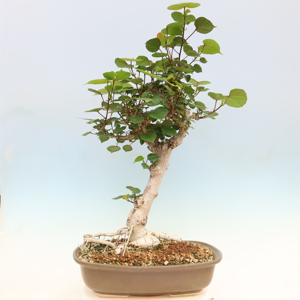 Bonsai voor binnen - Hibiscus tiliaceus - Zee Hibiscus