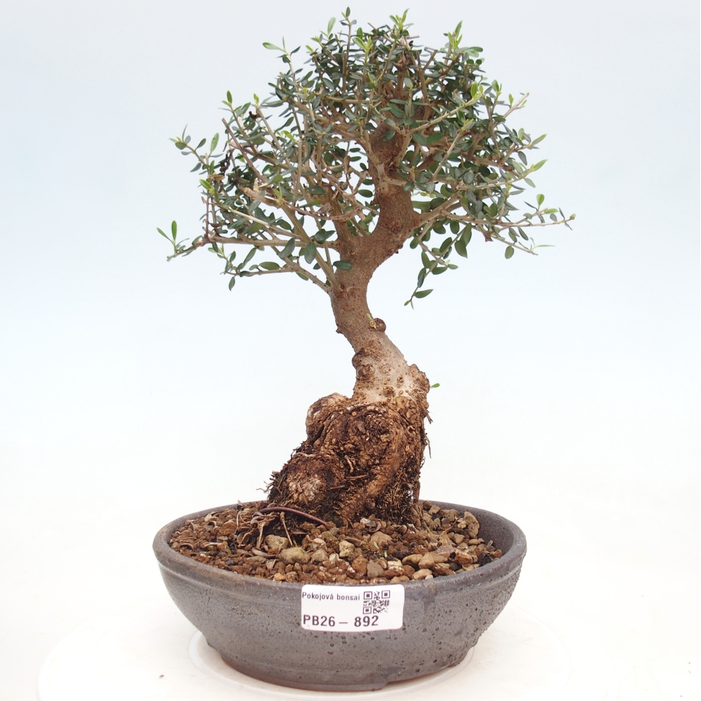 Bonsai voor binnen - Olea europaea sylvestris