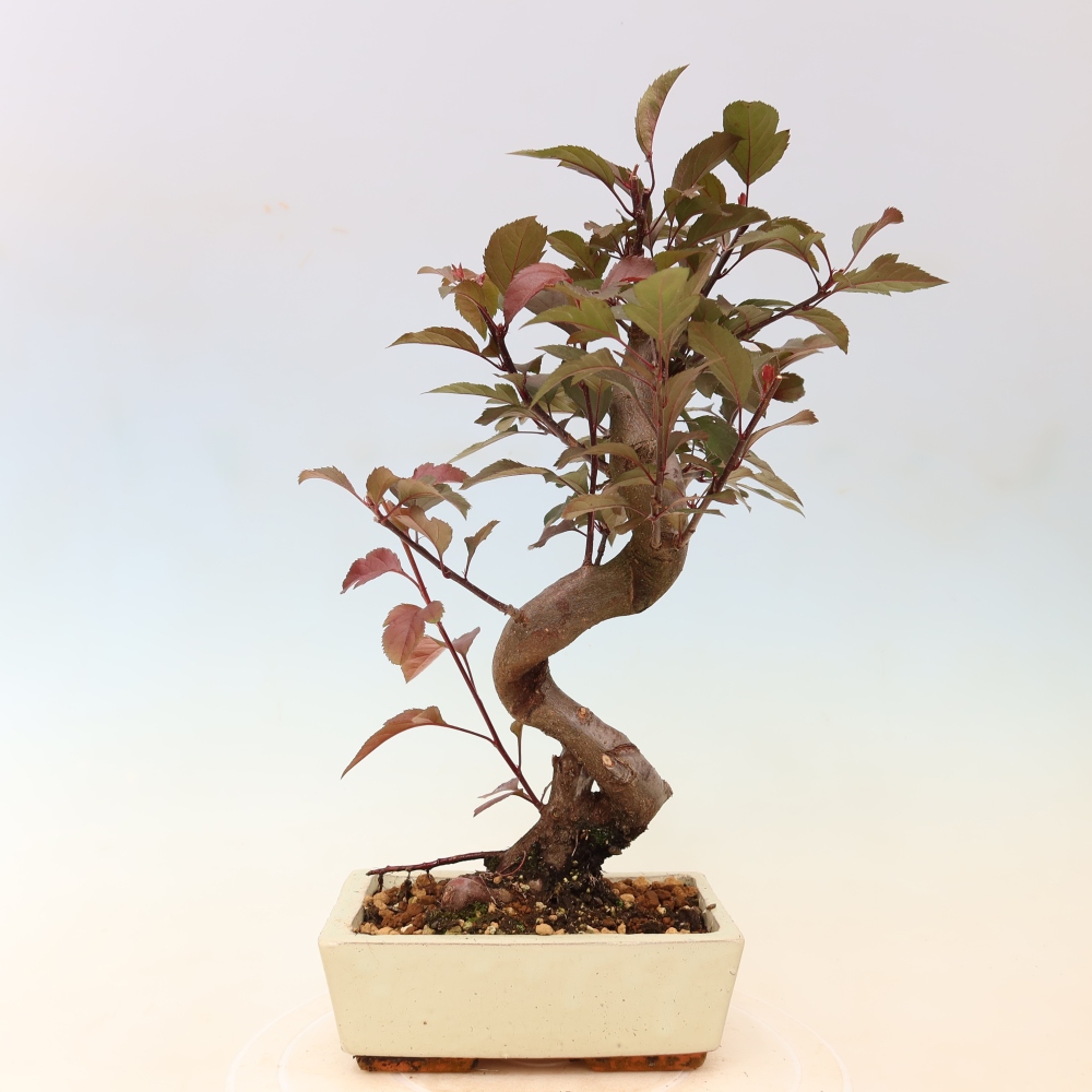 Bonsai voor buiten -Malus domestica - Roodbladige appelboom met kleine vruchten
