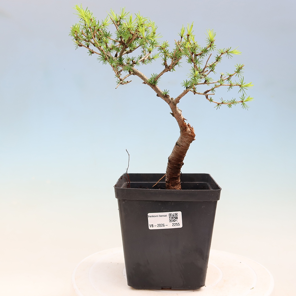 Bonsai voor buiten -Larix decidua - Lariks