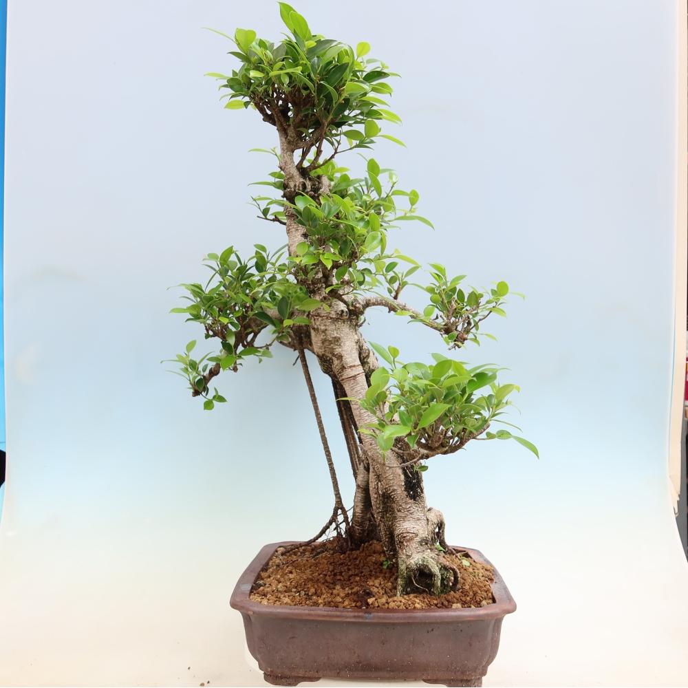 Kamerbonsai - Ficus kimmen - kleinbladige ficus