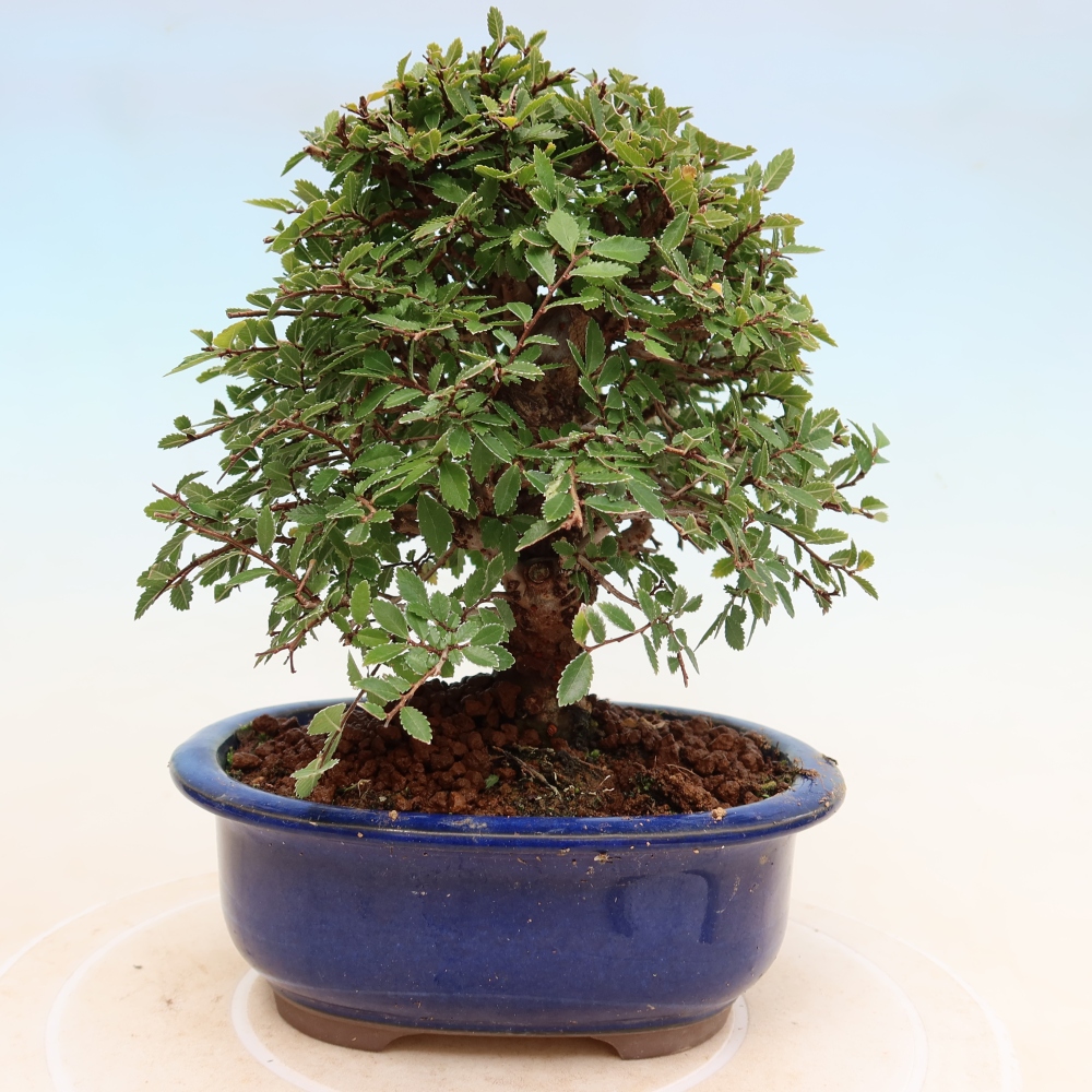 Bonsai voor buiten - Zelkova - Zelkova NIRE