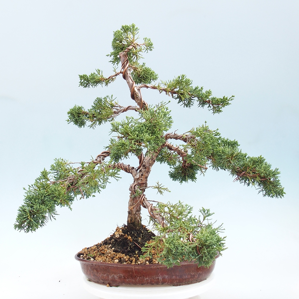 Bonsai voor buiten - Juniperus chinensis Kishu