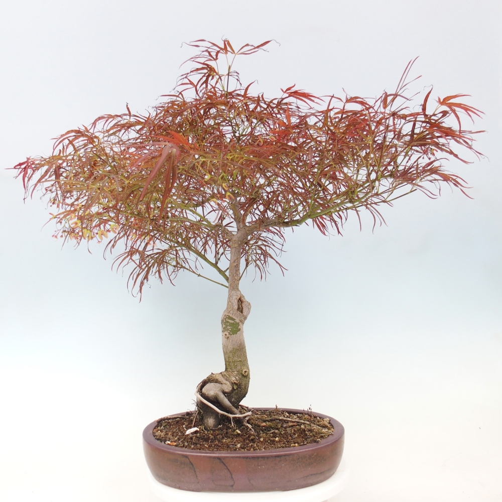Bonsai voor buiten - Acer palmatum RED PYGMY