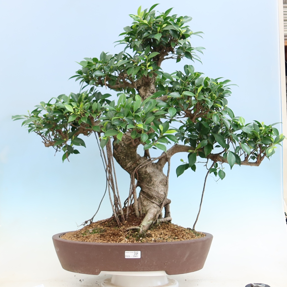 Kamerbonsai - Ficus kimmen - kleinbladige ficus