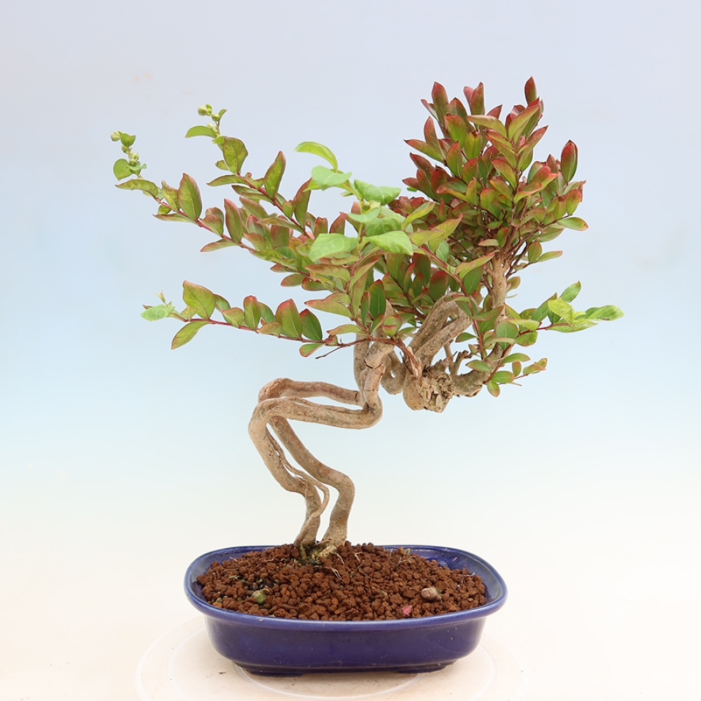 Kamerbonsai - Lagerstroemia indica - Indische seringenboom