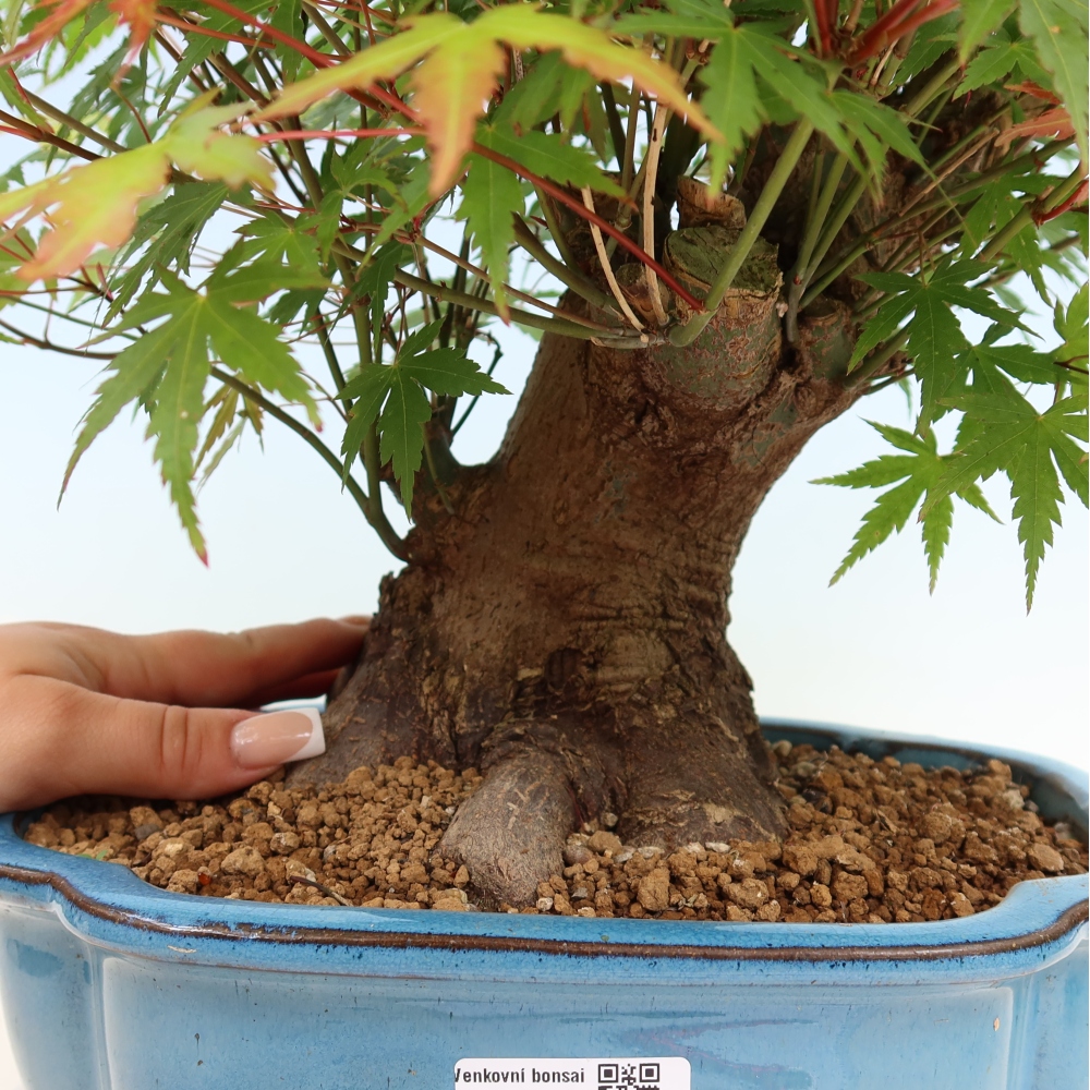 Bonsai voor buiten - Esdoorn Burger - Acer Burgerianum