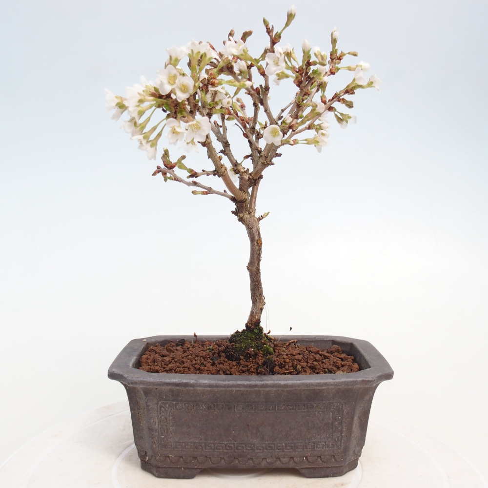 Bonsai voor buiten - Prunus incisa Kojou-no mai-Plivon uitgesneden