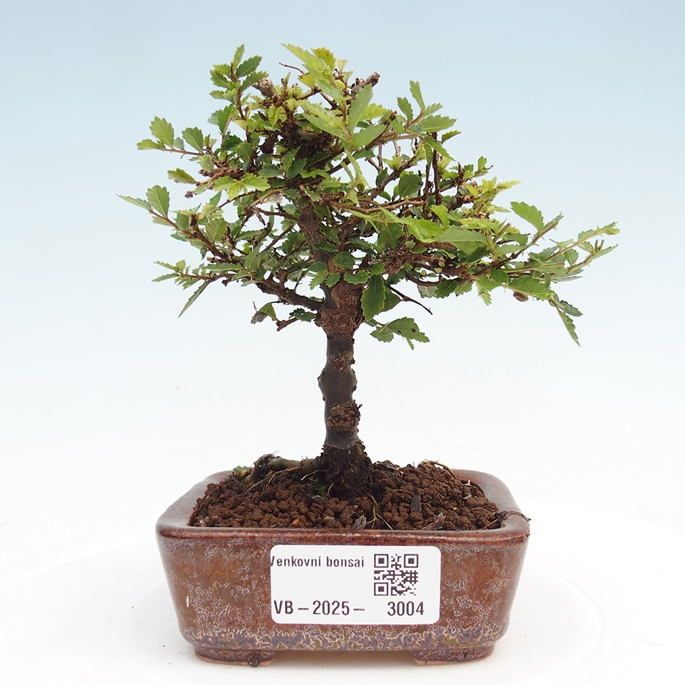 Bonsai voor buiten - Ulmus parvifolia Sagei - Kleinbladige iep