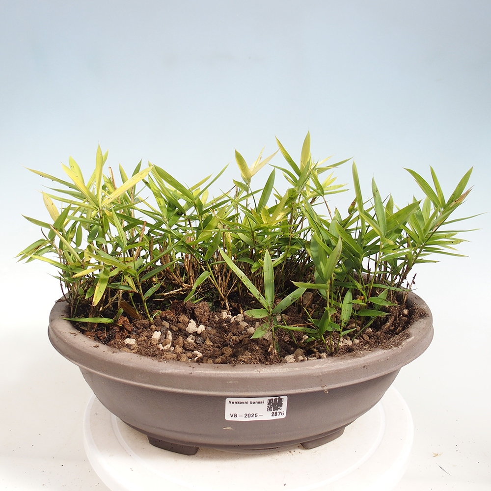 Bonsai voor buiten - Pleioblastus argenteostriatus f.pumilus - Dwergbamboe