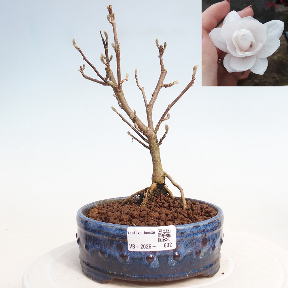 Bonsai voor buiten - Magnolia stellata