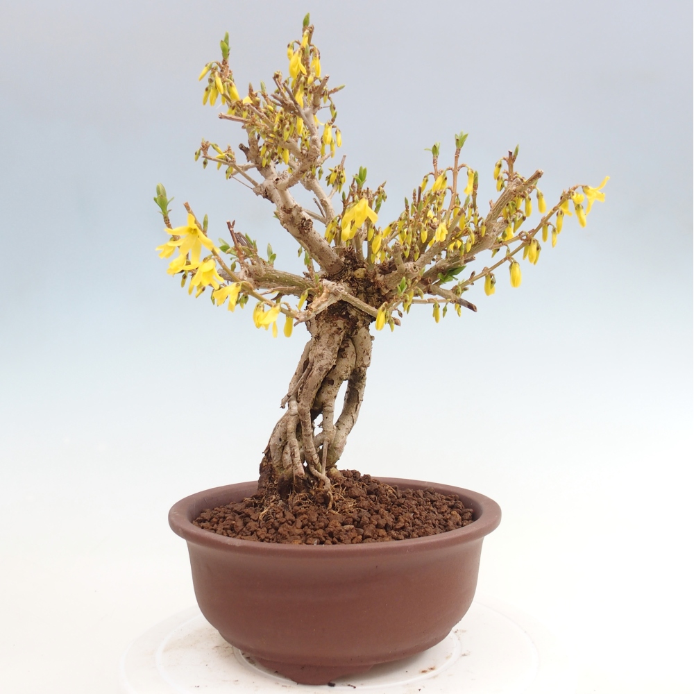 Bonsai voor buiten - Zlatice - Forsythia koreana