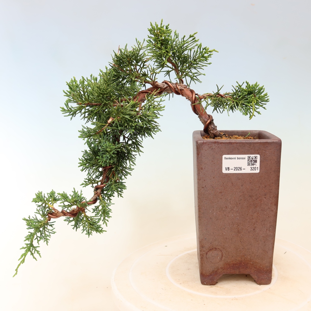 Bonsai voor buiten - Juniperus chinensis Kishu