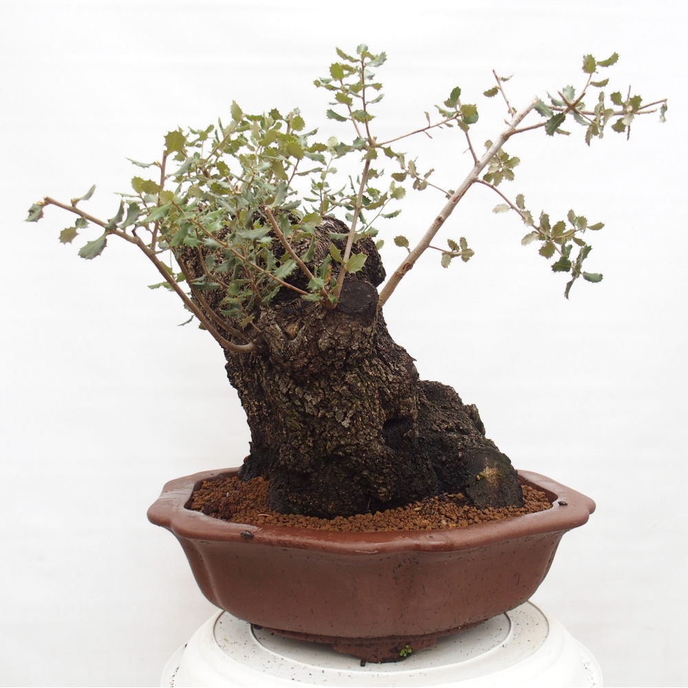 Yamadori - Quercus Ilex -Oakhulst