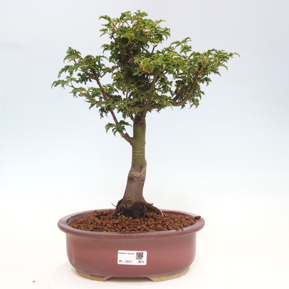 Bonsai voor buiten -Javor palm Acer palmatum Shishigashira