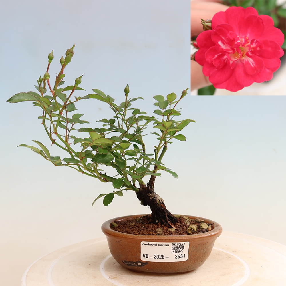 Bonsai voor buiten - Rosa Kordes - roos