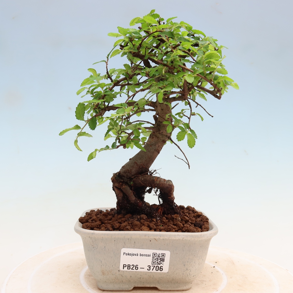 Kamerbonsai - Ulmus parvifolia - Winteriep