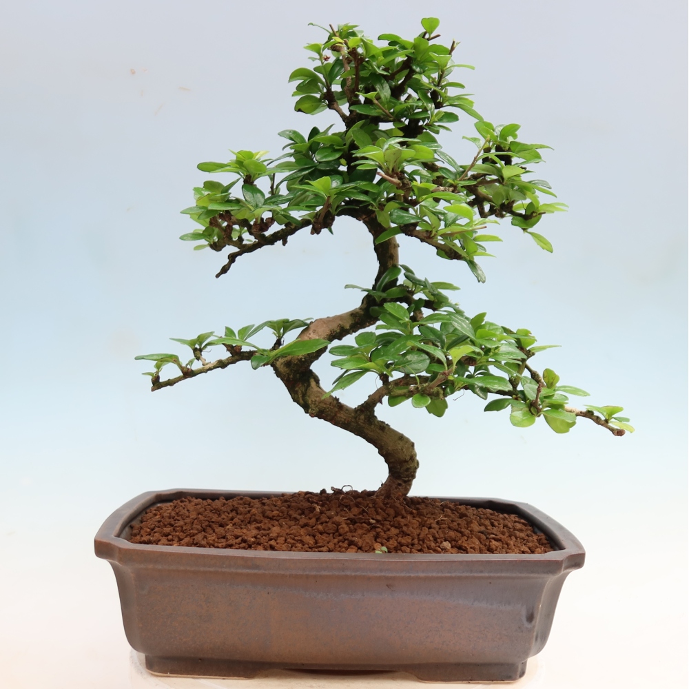 Kamerbonsai - Carmona macrophylla - Thee fuki