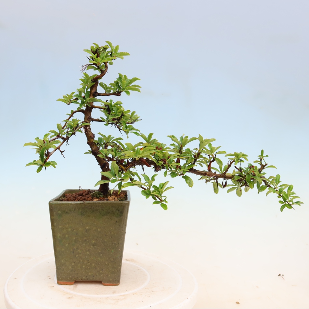 Buitenbonsai - Pyracantha teton - Vuurdoorn