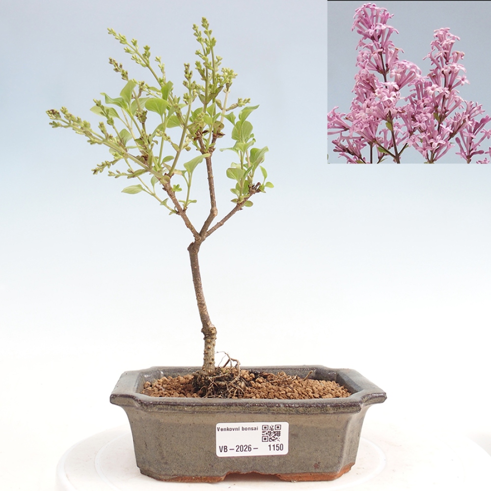 Bonsai voor buiten - Syringa Meyeri Palibin - Meyersering