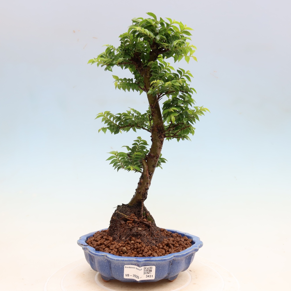 Buitenbonsai - Ulmus Jacqueline Hillier - Prachtige iep