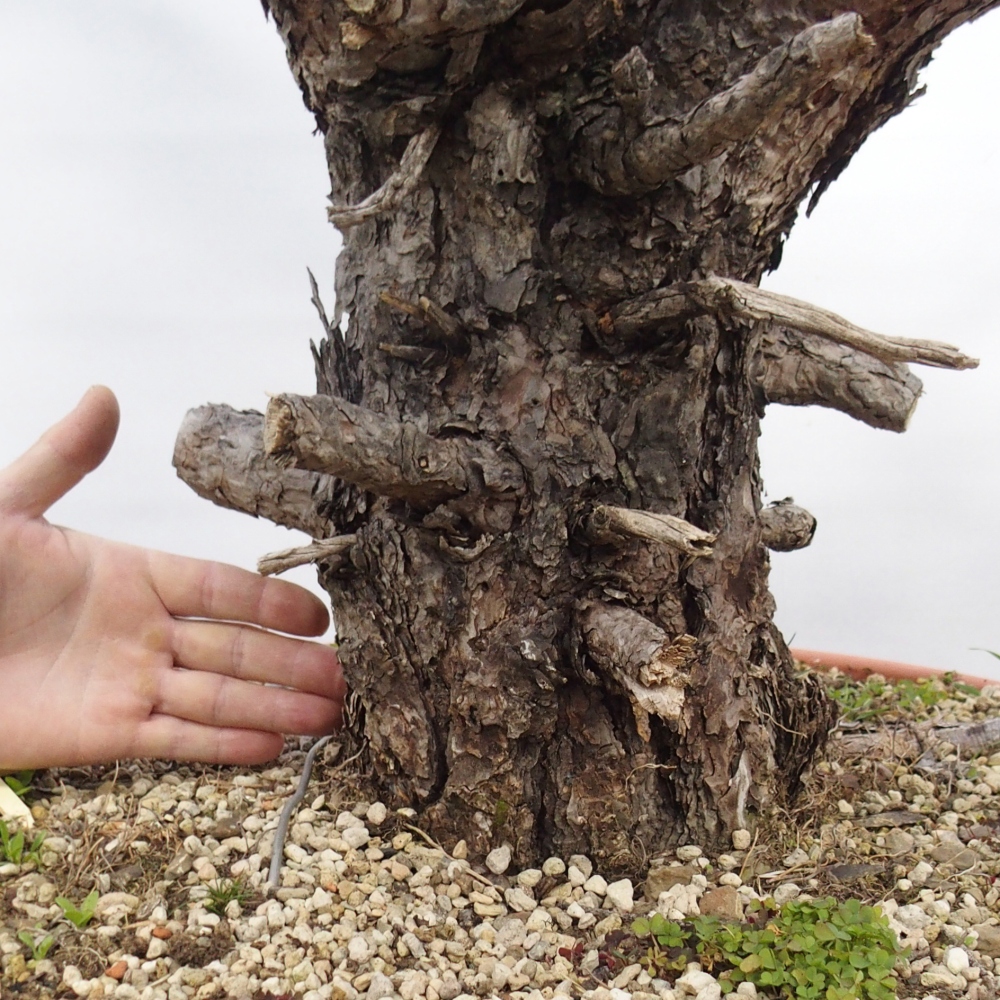 Yamadori - Pinus sylvestris Spanje