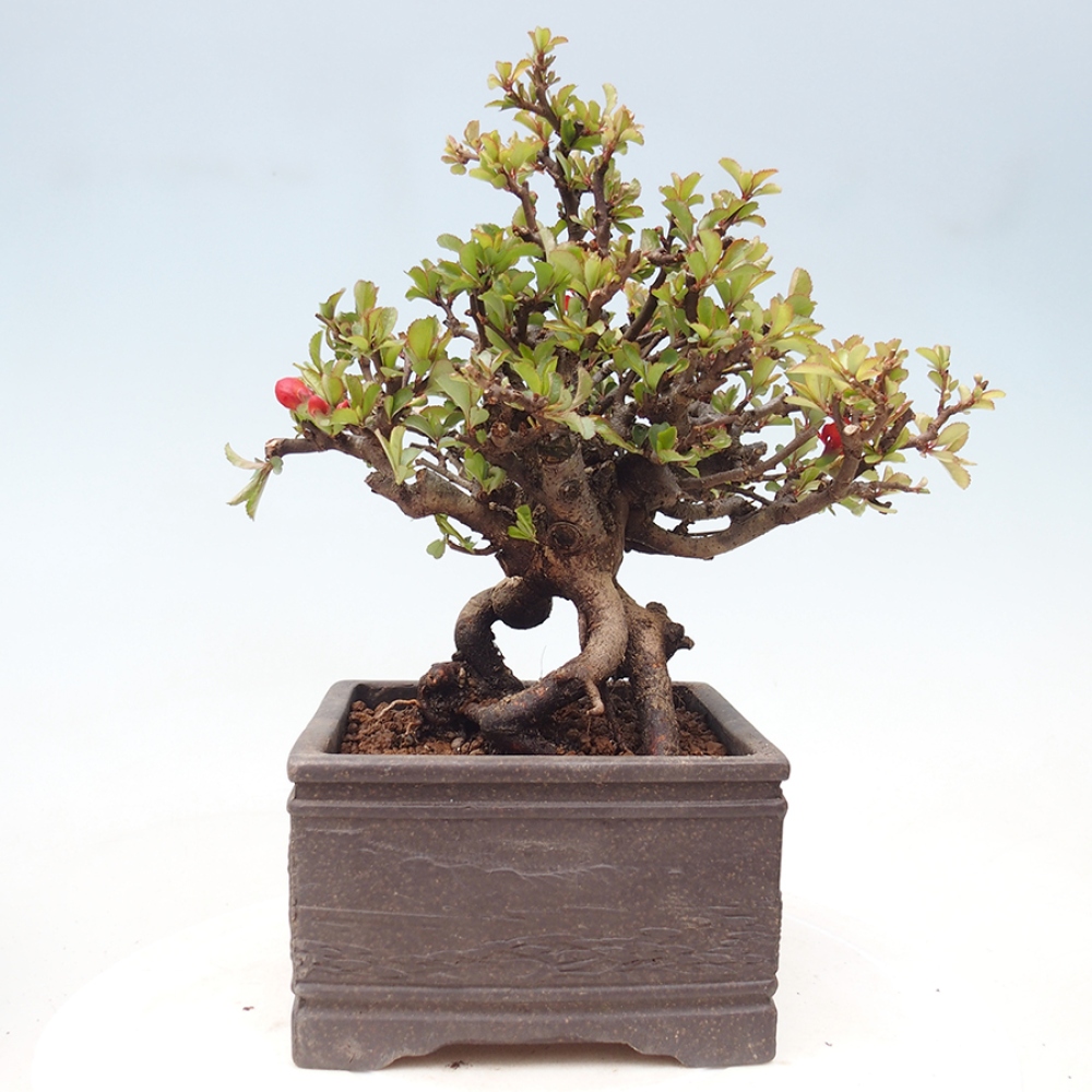 Bonsai voor buiten - Chaneomeles speciosa - Kweepeer