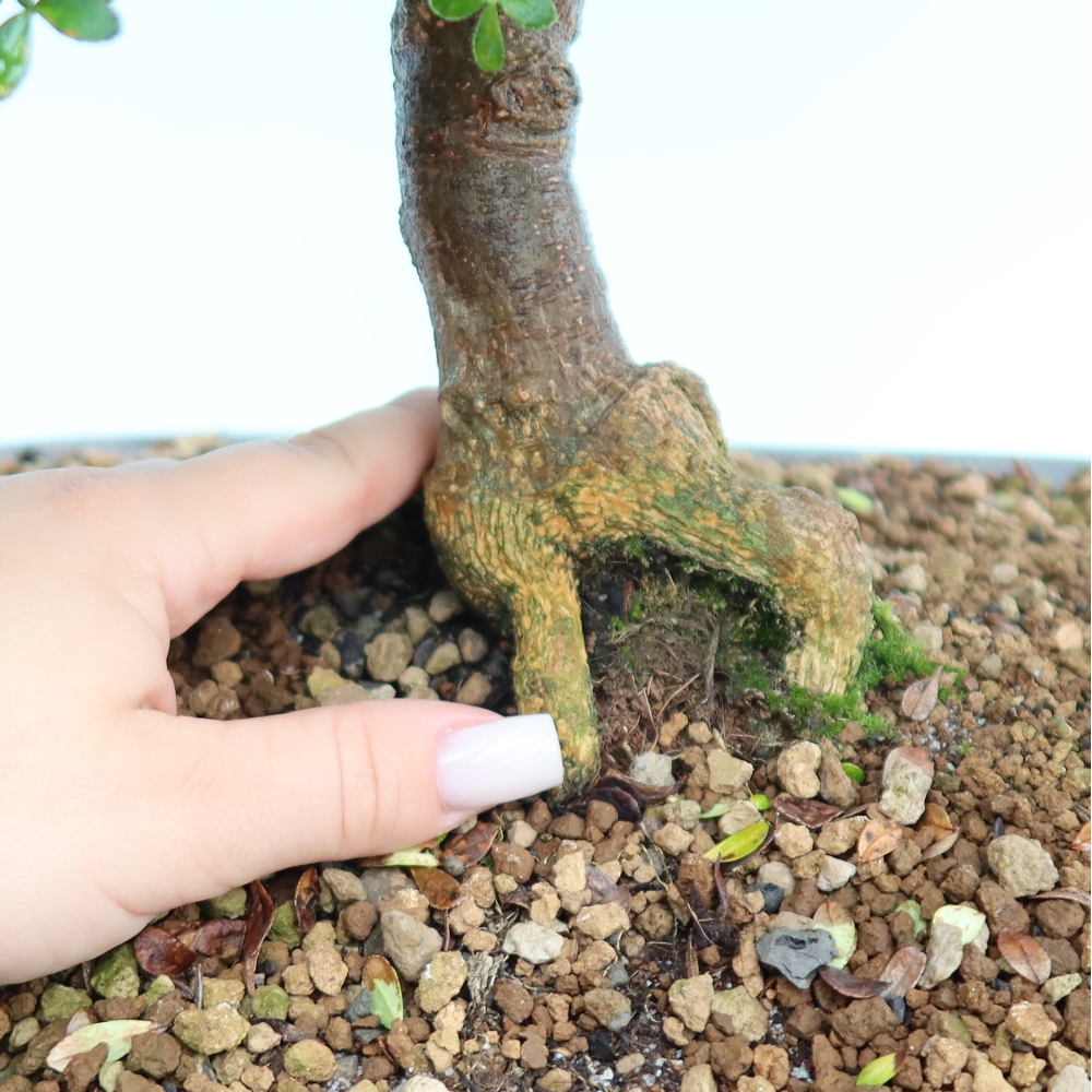 Kamerbonsai - Zantoxylum piperitum - peperboom