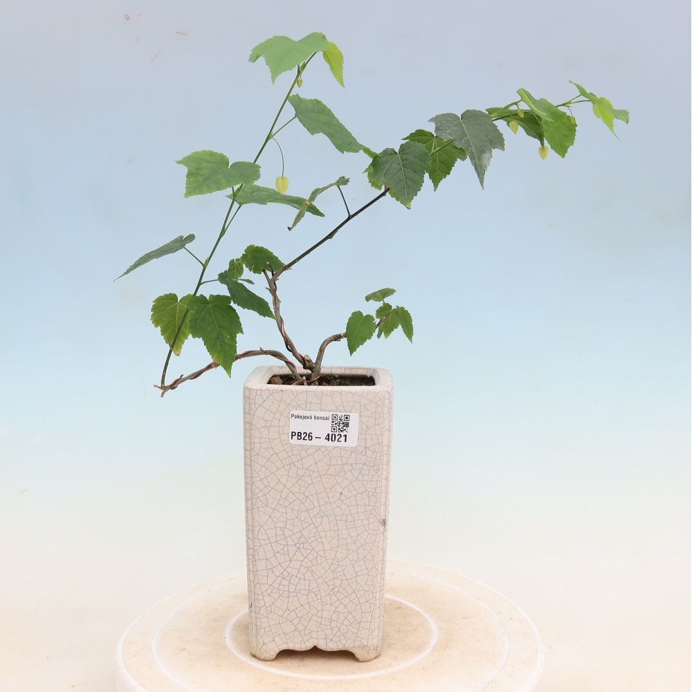 Bonsai voor binnen - Abutilon Big Bell - Cloudberry
