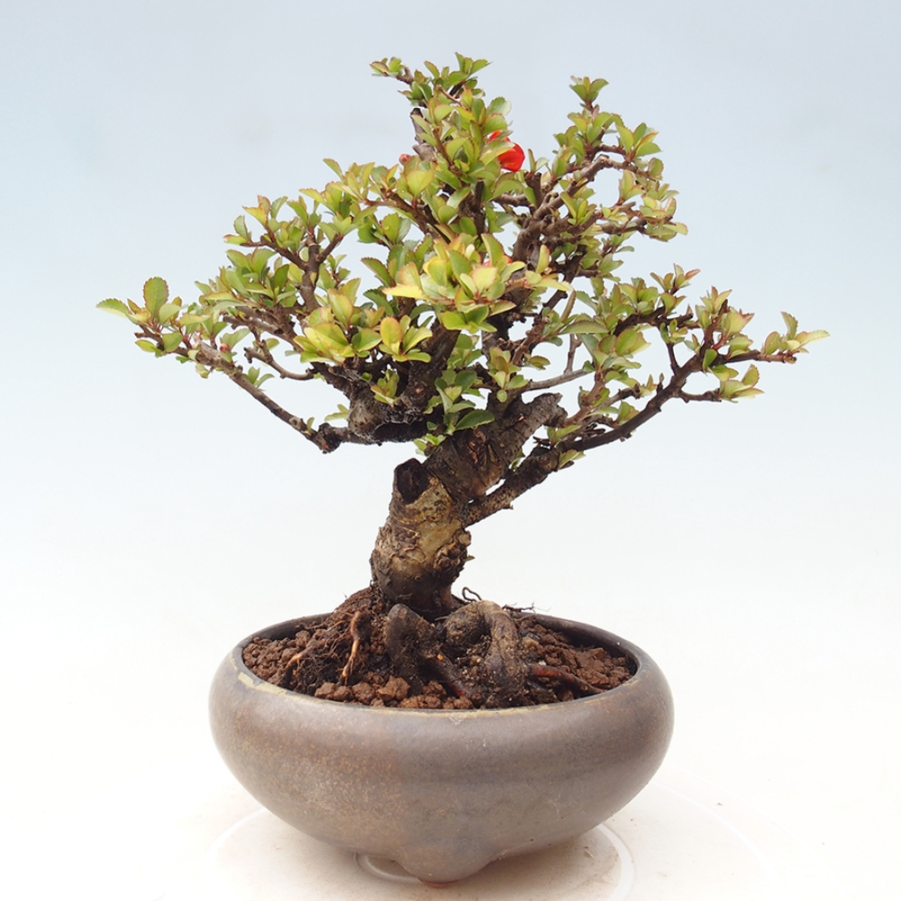 Bonsai voor buiten - Chaneomeles speciosa - Kweepeer
