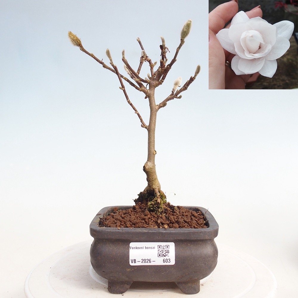 Bonsai voor buiten - Magnolia stellata